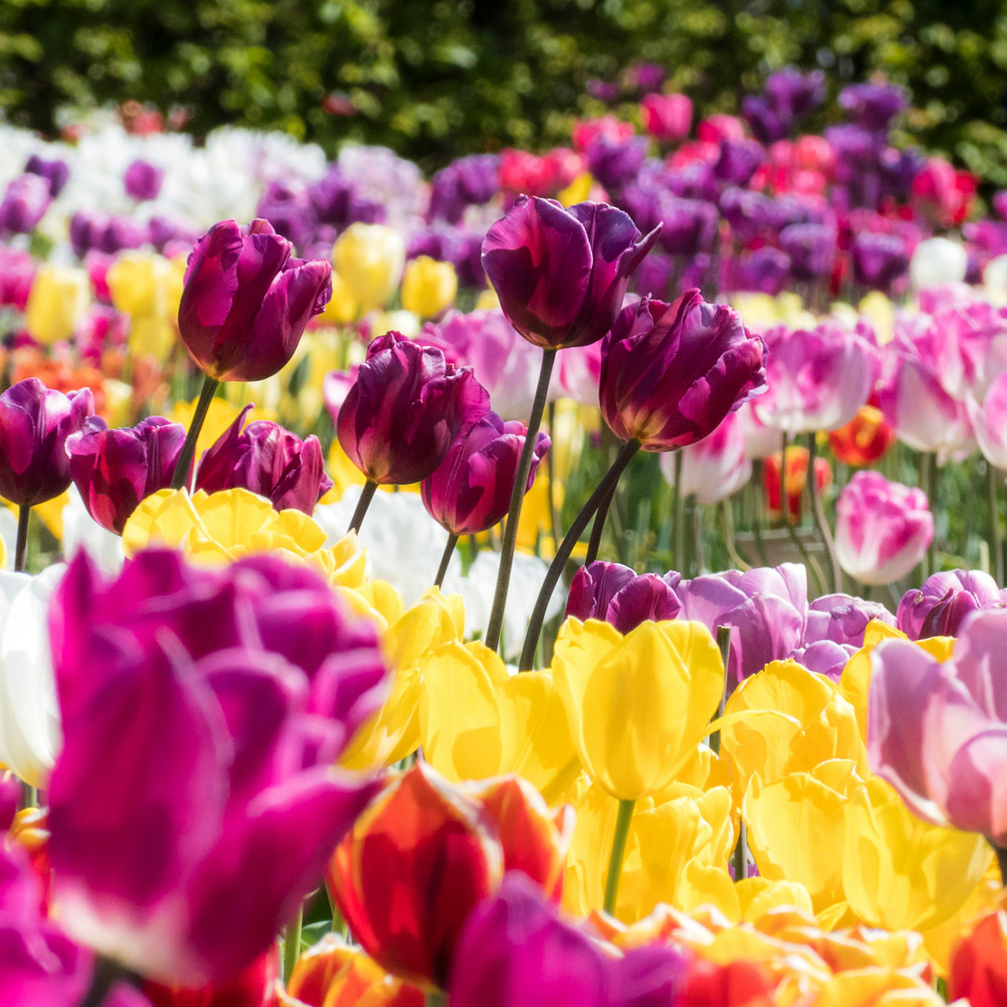 Tulip Garden, Srinagar, Asia's largest tulip garden, Zabarwan Range, Dal Lake.